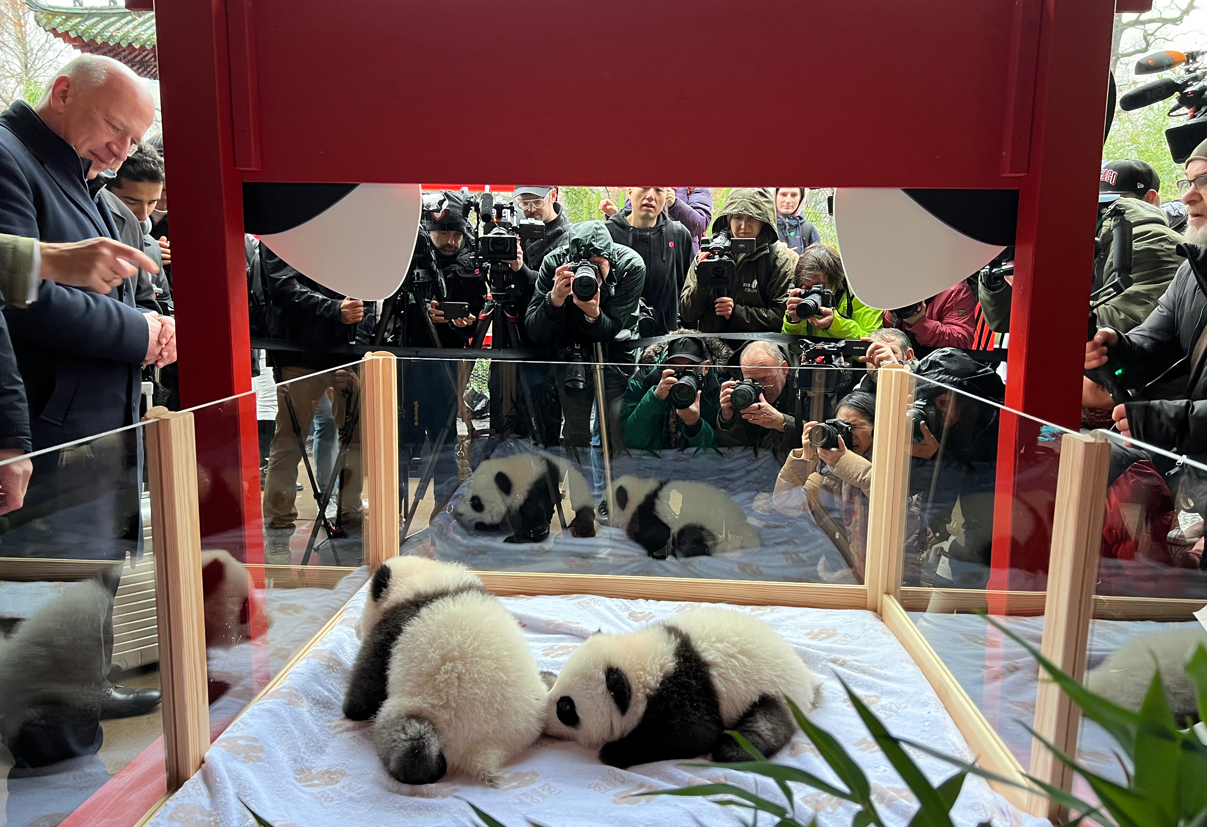 熊猫1.jpg